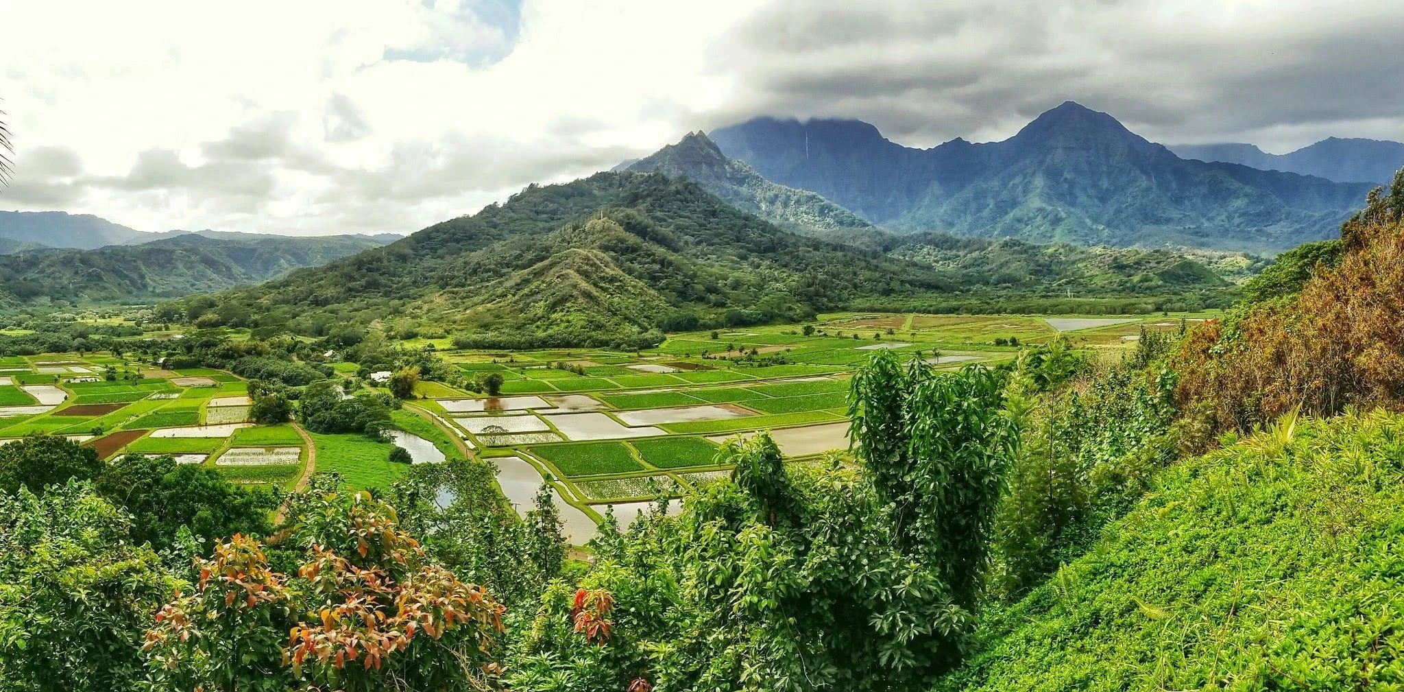 Homepage | Hoʻōla Lāhui Hawaiʻi